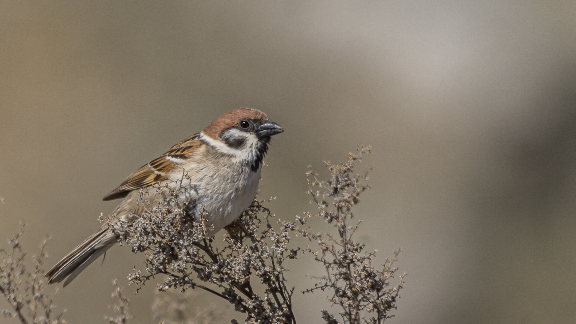 Eurasian Tree Sparrow